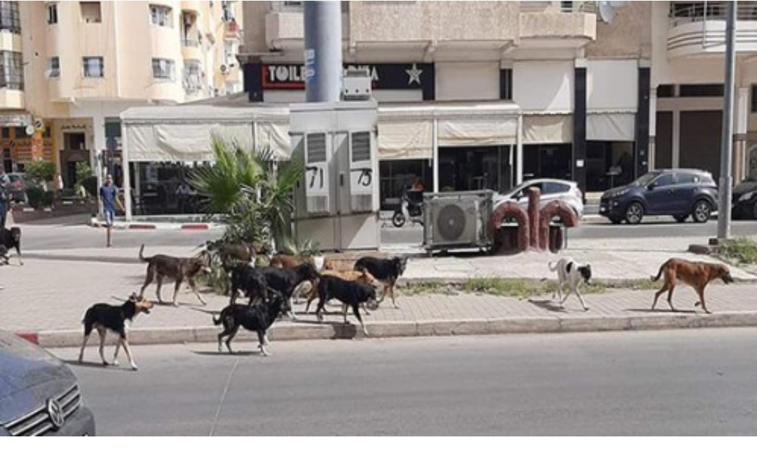 فاس …انتشار  الكلاب الضالة بالمدينة يشكل خطرا كبيرا على الساكنة