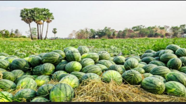 منع زراعة الدلاح بقرار من عامل إقليم زاكورة
