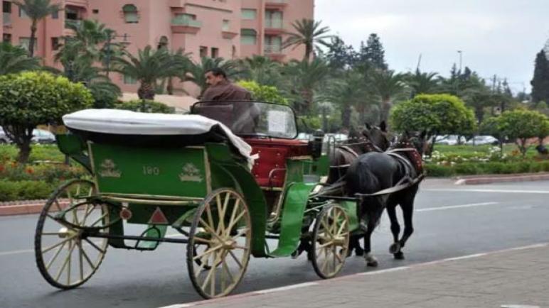 الأميرة للا حسناء تجولت عشية أمس الجمعة بمراكش على متن عربة ” كوتشي ” بشوارع المدينة الحمراء في جولة سياحية.