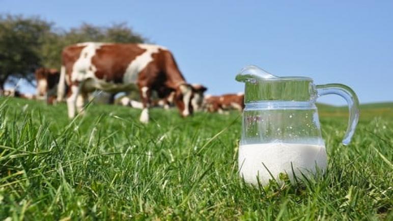 الجفاف وغلاء الأعلاف وراء أزمة نقص ازمة الحليب